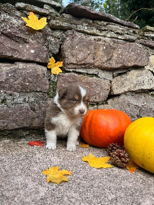 Les chiots de Berger Australien