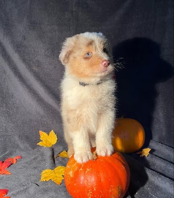 Les chiots de Berger Australien