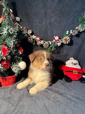 Les chiots de Berger Australien