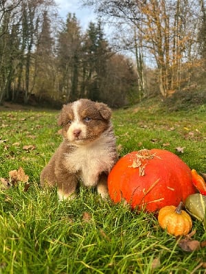 Les chiots de Berger Australien