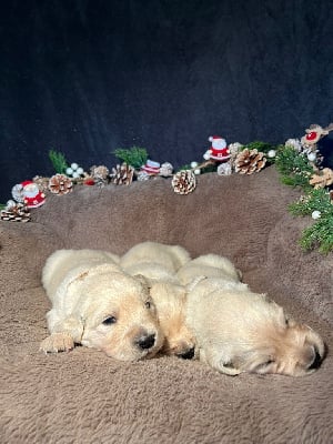 Les chiots de Golden Retriever