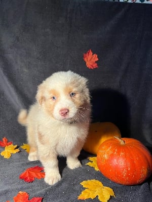 Les chiots de Berger Australien