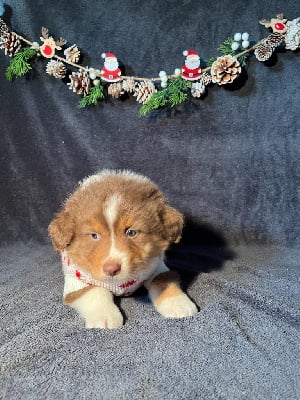 Les chiots de Berger Australien
