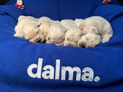 Les chiots de Golden Retriever