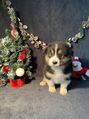 Les chiots de Berger Australien