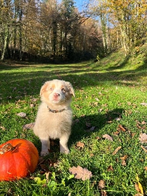Les chiots de Berger Australien