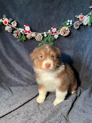Les chiots de Berger Australien