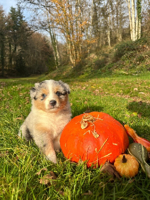 Les chiots de Berger Australien