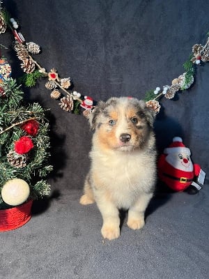 Les chiots de Berger Australien