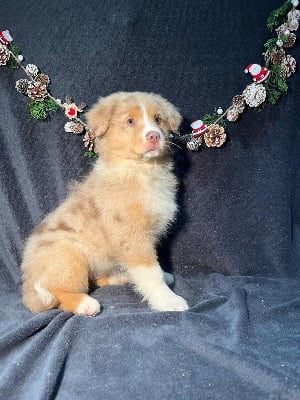 Les chiots de Berger Australien