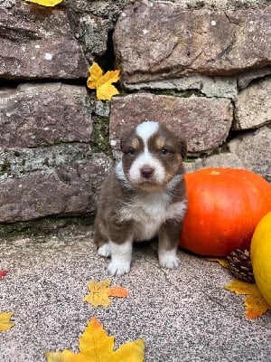 Les chiots de Berger Australien