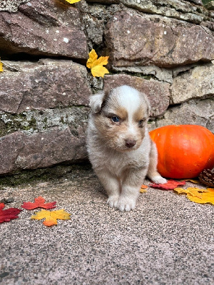 Les chiots de Berger Australien