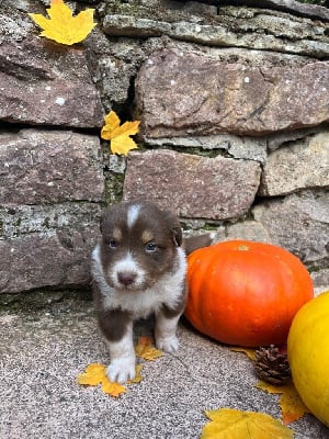 Les chiots de Berger Australien