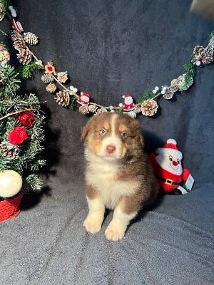 Les chiots de Berger Australien