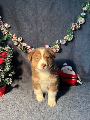 Les chiots de Berger Australien