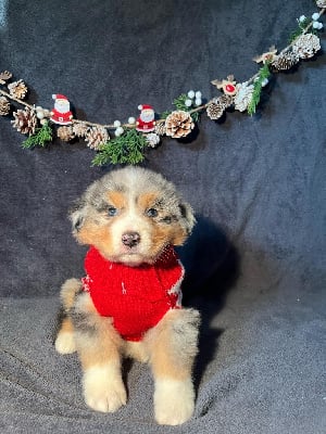 Les chiots de Berger Australien