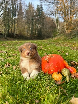 Les chiots de Berger Australien