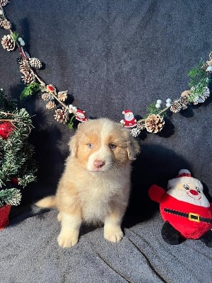 Les chiots de Berger Australien