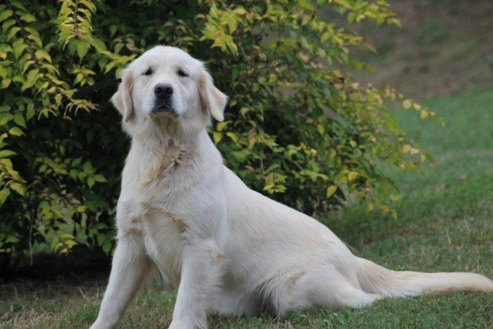 Mâle M3 - Golden Retriever