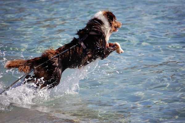 Crackle fire Du rivage des mille etangs - Excellent