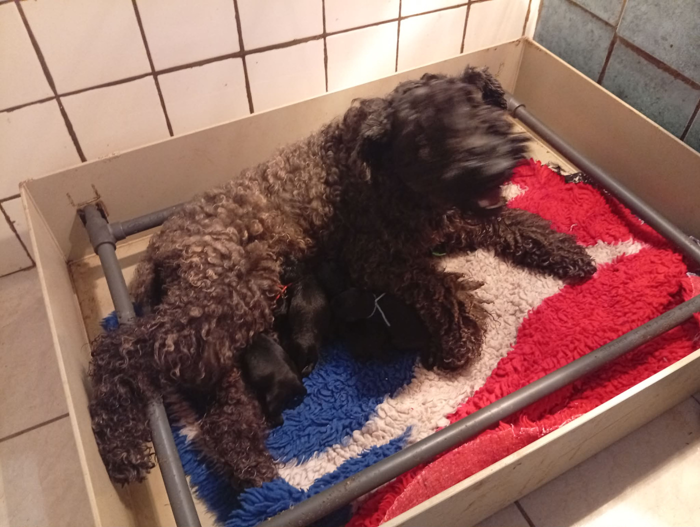 Back to black - Kerry Blue Terrier