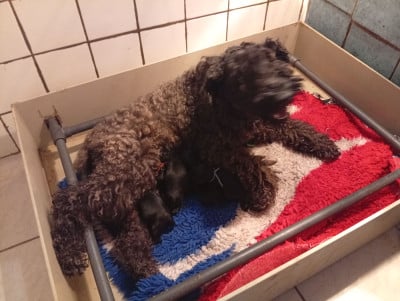 Blueberry Hill - Kerry Blue Terrier