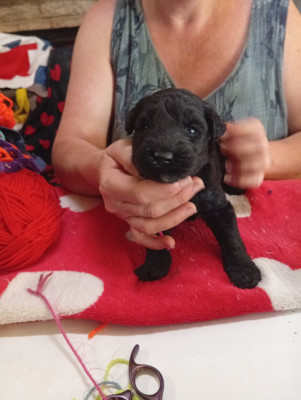 Les chiots de Kerry Blue Terrier