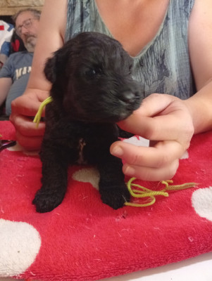 Les chiots de Kerry Blue Terrier