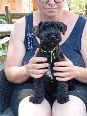 Les chiots de Kerry Blue Terrier