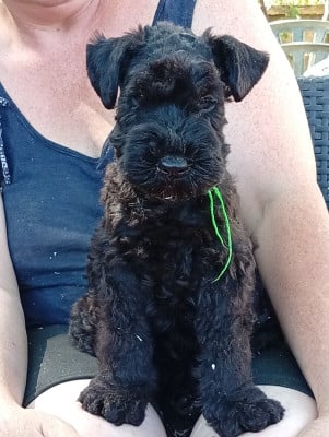 Les chiots de Kerry Blue Terrier