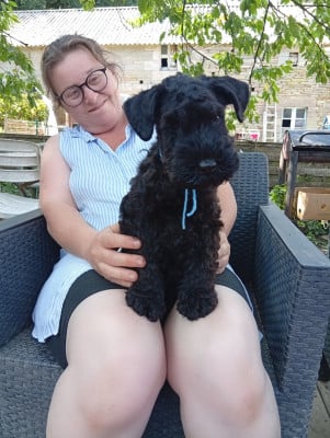 Les chiots de Kerry Blue Terrier