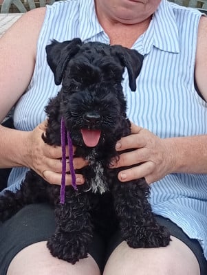 Les chiots de Kerry Blue Terrier