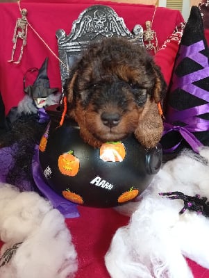 Les chiots de Welsh Terrier