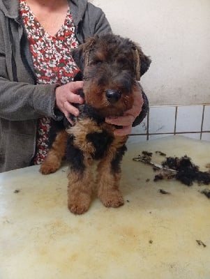 Les chiots de Welsh Terrier