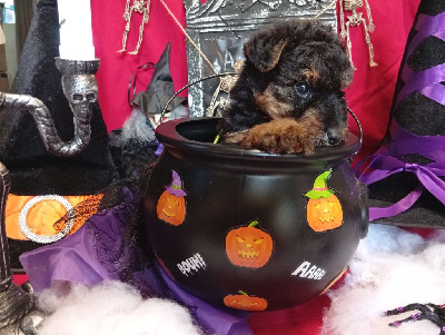 Les chiots de Welsh Terrier