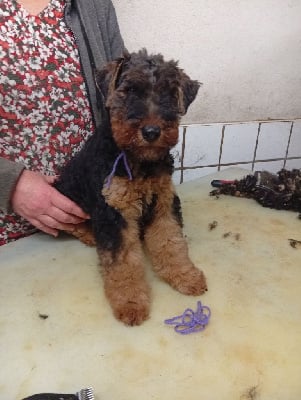 Les chiots de Welsh Terrier