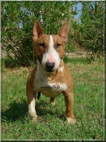 Publication : Du treizieme ange Auteur : élevage du Treizième Ange