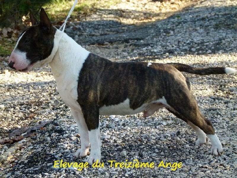 Publication : Du treizieme ange Auteur : Elevage du Treizième Ange