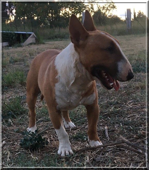 Publication : Du treizieme ange Auteur : élevage du Treizième Ange