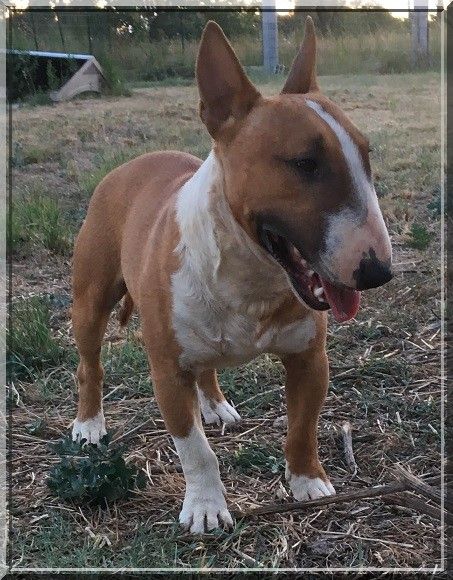 Publication : Du treizieme ange Auteur : élevage du Treizième Ange