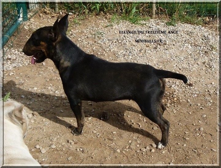 Publication : Du treizieme ange Auteur : Elevage du Treizième Ange