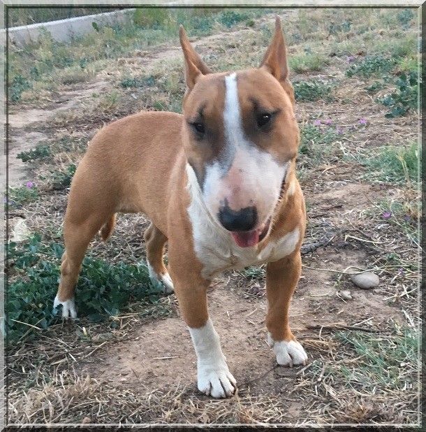 Publication : Du treizieme ange Auteur : élevage du Treizième Ange