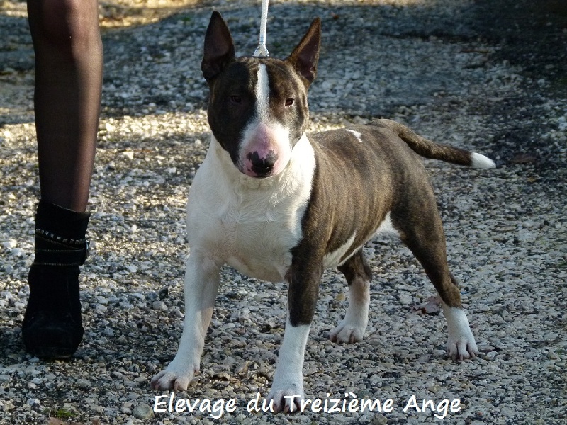 Publication : Du treizieme ange Auteur : Elevage du Treizième Ange