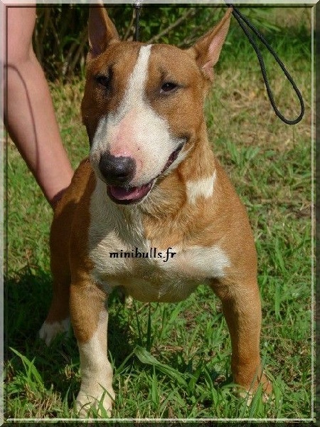 Publication : Du treizieme ange Auteur : élevage du Treizième Ange