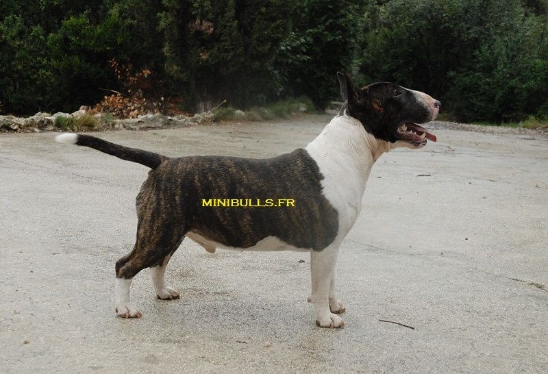 Publication : Du treizieme ange Auteur : Elevage du Treizième Ange