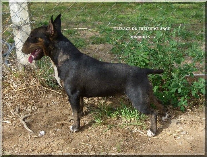 Publication : Du treizieme ange Auteur : Elevage du Treizième Ange