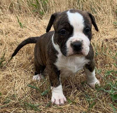 Les chiots de American Staffordshire Terrier