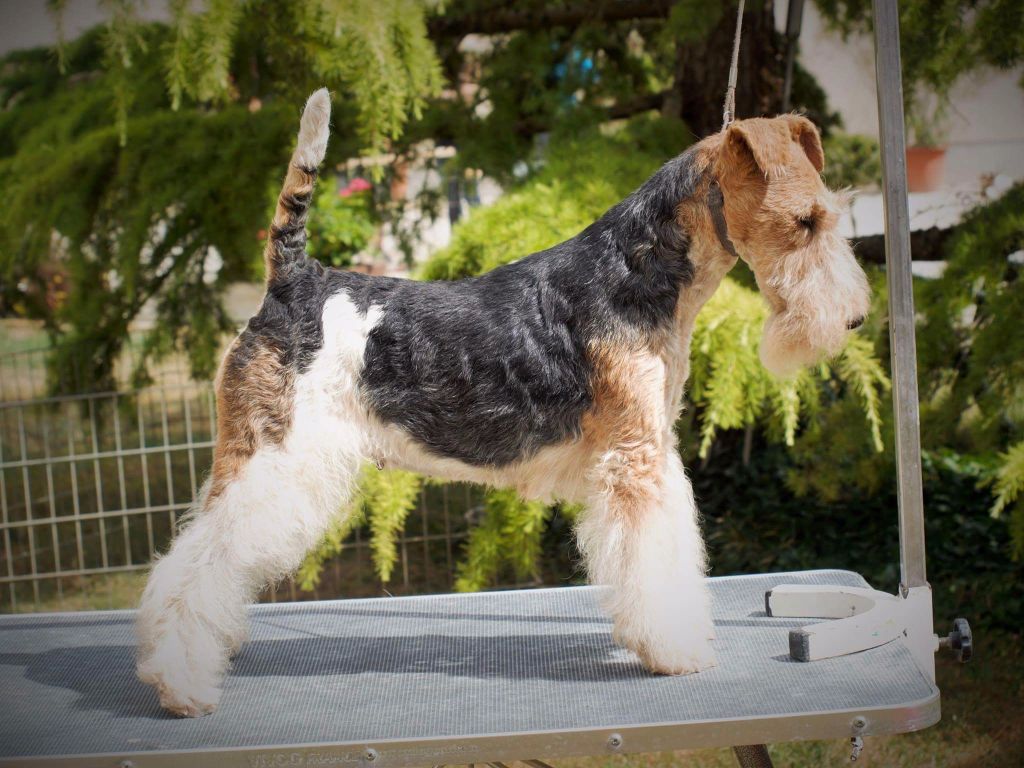 CH. Electric-girl Du clos des amoureux