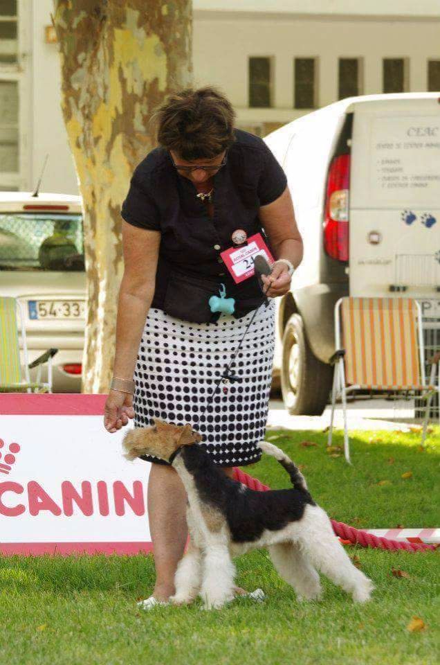 CH. Electric-girl Du clos des amoureux