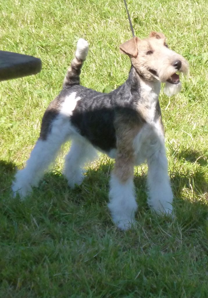 CH. Electric-girl Du clos des amoureux